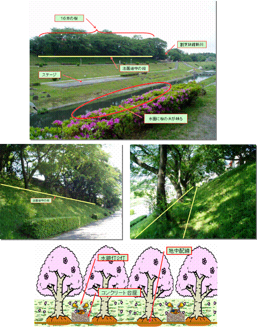 桜（新川側）の演出の写真・イラスト