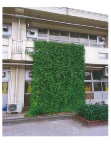緑のカーテン写真（小中学校）