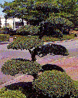 つげの木の画像