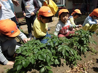写真：苗植えを行う児童たち