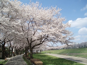 利根運河に咲く桜の写真