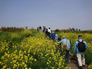 菜の花の咲く、土手を歩く参加者