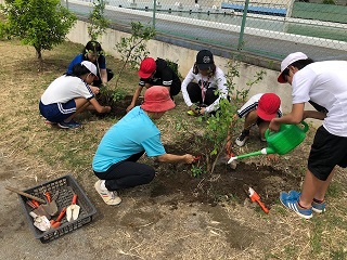 写真：東深井小学校で児童がブルーベリーを植樹