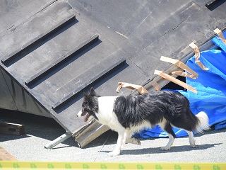 写真：倒壊家屋を捜索する救助犬
