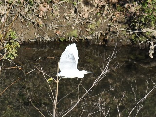 白い鳥が水面の上を飛んでいる様子の写真