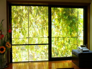 横山さん宅のグリーンカーテン