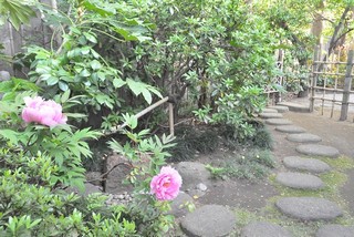 庭園の牡丹が咲いて見頃を迎えている一茶双樹記念館