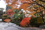 紅葉が最高の見頃となった一茶双樹記念館