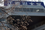江戸川大学のキャンパス内の桜