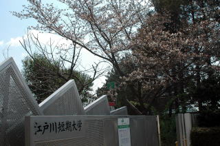 江戸川大学のキャンパス内の桜