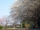 満開の梅の花の写真