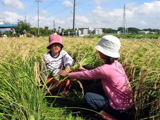 稲刈り体験をする小学生の写真