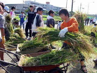 稲を積み上げる子どもたちの写真