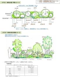 ソデモリ　植栽計画　平面・断面イメージ