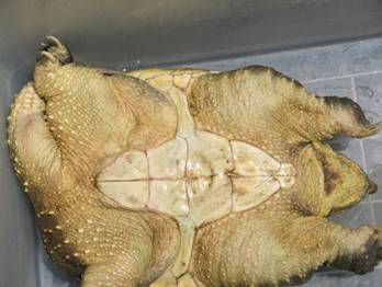 カミツキガメの腹部の写真