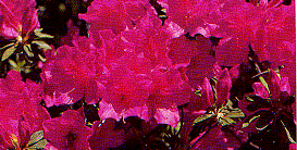 つつじの花の画像