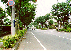 図7　流山の模範道路？（加台近く並木道）の写真