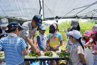 野草の仕分けをする関口さんと子どもたちの写真