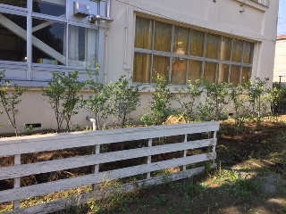 寄贈された植物の写真