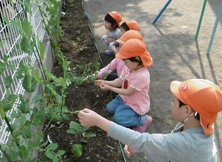 写真：育った野菜を眺める児童