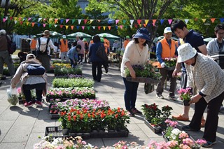 苗の販売の写真