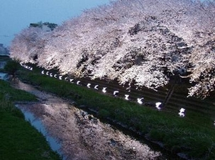 調布市に流れる野川の夜桜の写真1