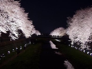 調布市に流れる野川の夜桜の写真2