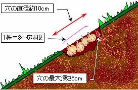 曼珠沙華の植栽方法のイラスト1