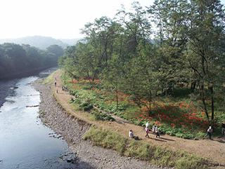 巾着田（埼玉県日高市）の曼珠沙華の写真1