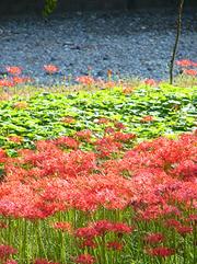 巾着田（埼玉県日高市）の曼珠沙華の写真2