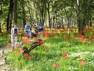 巾着田（埼玉県日高市）の曼珠沙華の写真3