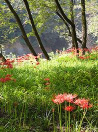 巾着田（埼玉県日高市）の曼珠沙華の写真6