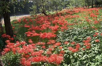 巾着田（埼玉県日高市）の曼珠沙華の写真7