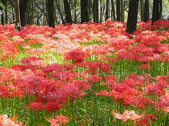 巾着田（埼玉県日高市）の曼珠沙華の写真9