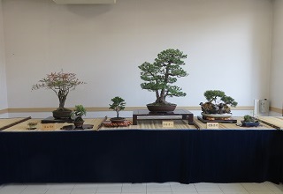 盆栽展