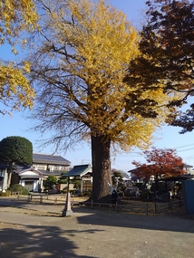 福性寺（平方）の巨大なイチョウの木の写真