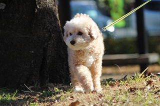 犬が歩いている写真