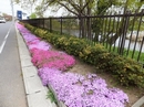 芝桜が満開の宮園野鳥の池の写真