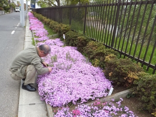 芝桜の間に生える雑草を取る「芝桜咲かせ隊」の方の写真