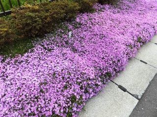 池を取り囲む満開の芝桜の写真