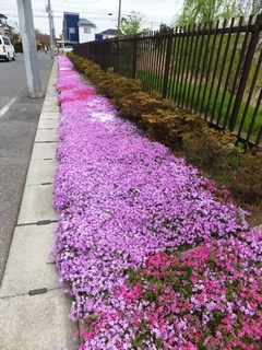 芝桜がピンクのベルトのように見える写真