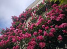 写真：きれいなピンク色のつるバラ