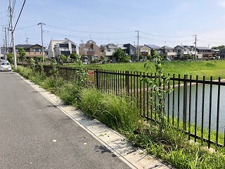 写真：道路に沿った植樹