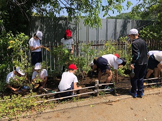 写真：八木南小学校で児童がブルーベリーを植樹