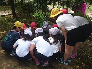写真：西深井小学校でミカンを植樹