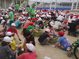 写真：定植の様子