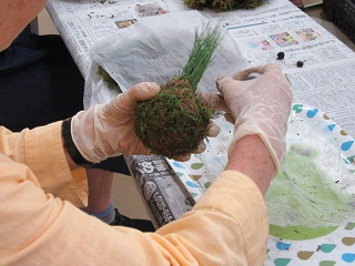写真：丸くした根鉢を平たく伸ばした土で包む