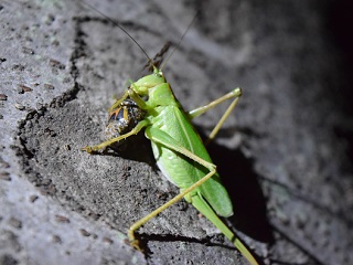 写真：バッタに食べられたセミ