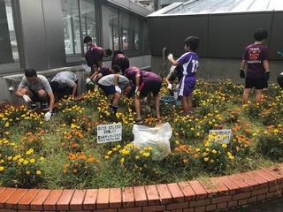 きれいになってきた花壇の写真