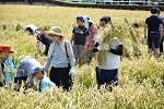 写真：刈った稲を運ぶ参加者
